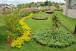 Plants: image 1 0f 4 thumb