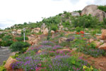 Plants: image 1 0f 4 thumb